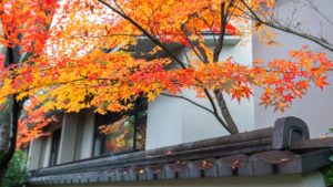 maple tree near a home