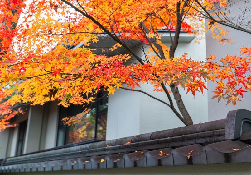 maple tree near a home